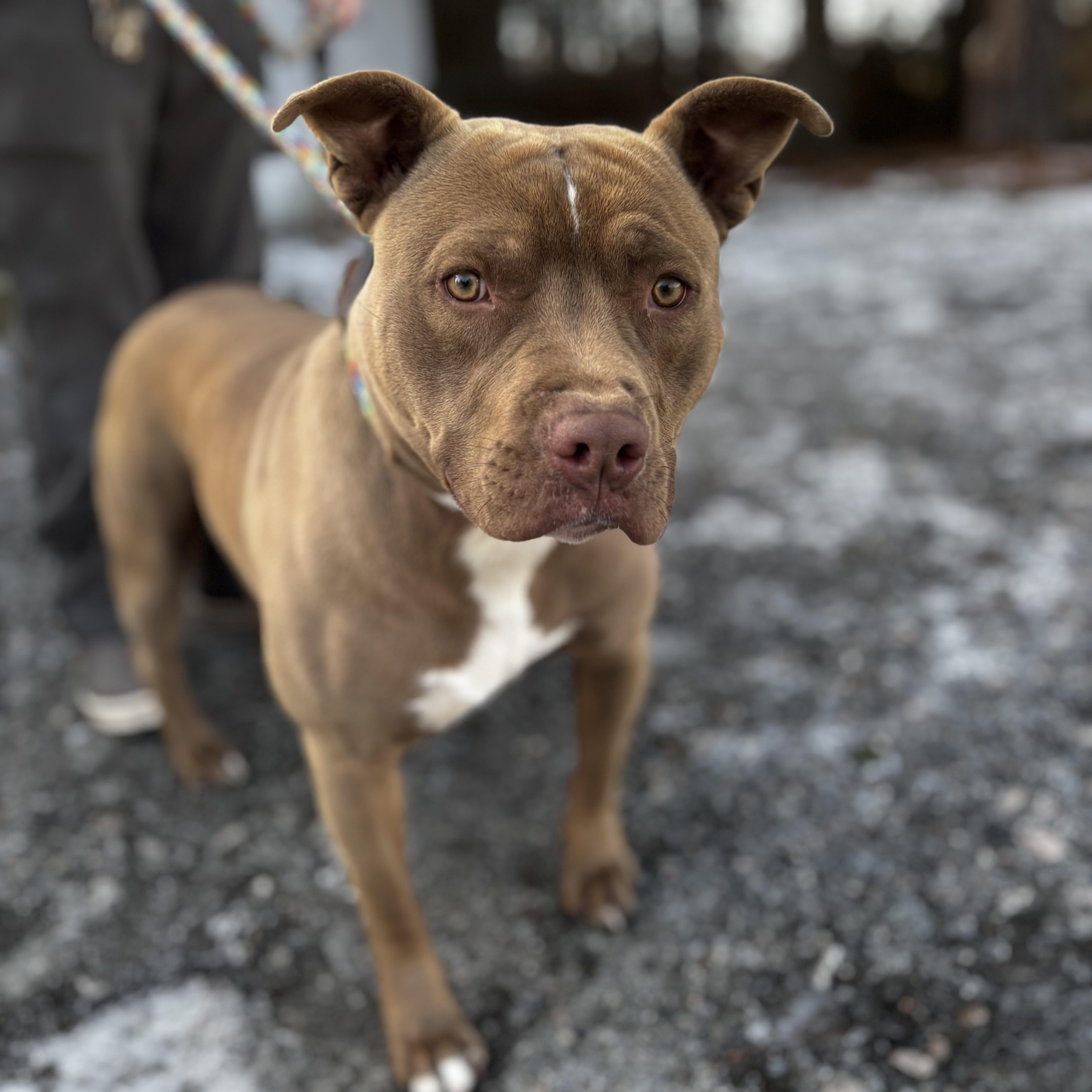 Jericho, absolute sweetheart has had a life of Neglect Let's change that now!, an adoptable mixed breed in Richmond, VA image 1/2