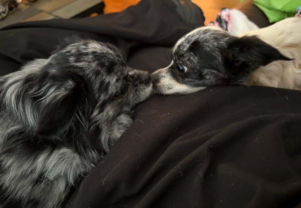 Rosie $495, Adoptable, Adult Female Chihuahua.