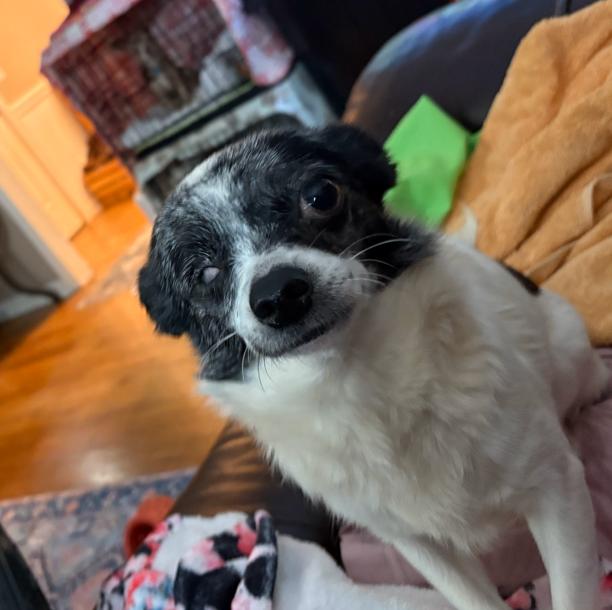 Rosie $495, a Adoptable mixed breed in Seneca, SC image 2/3