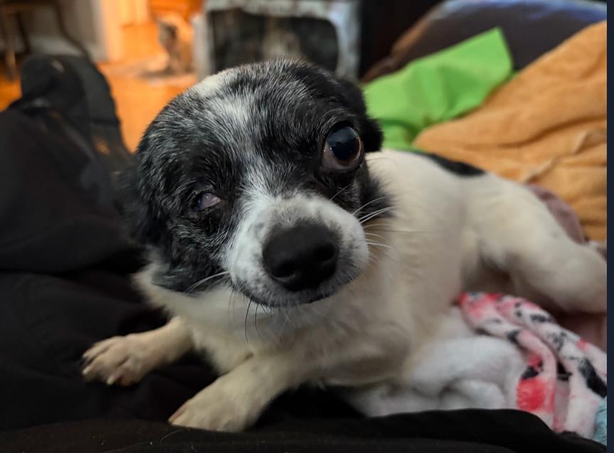 Rosie $495, a Adoptable mixed breed in Seneca, SC image 3/3