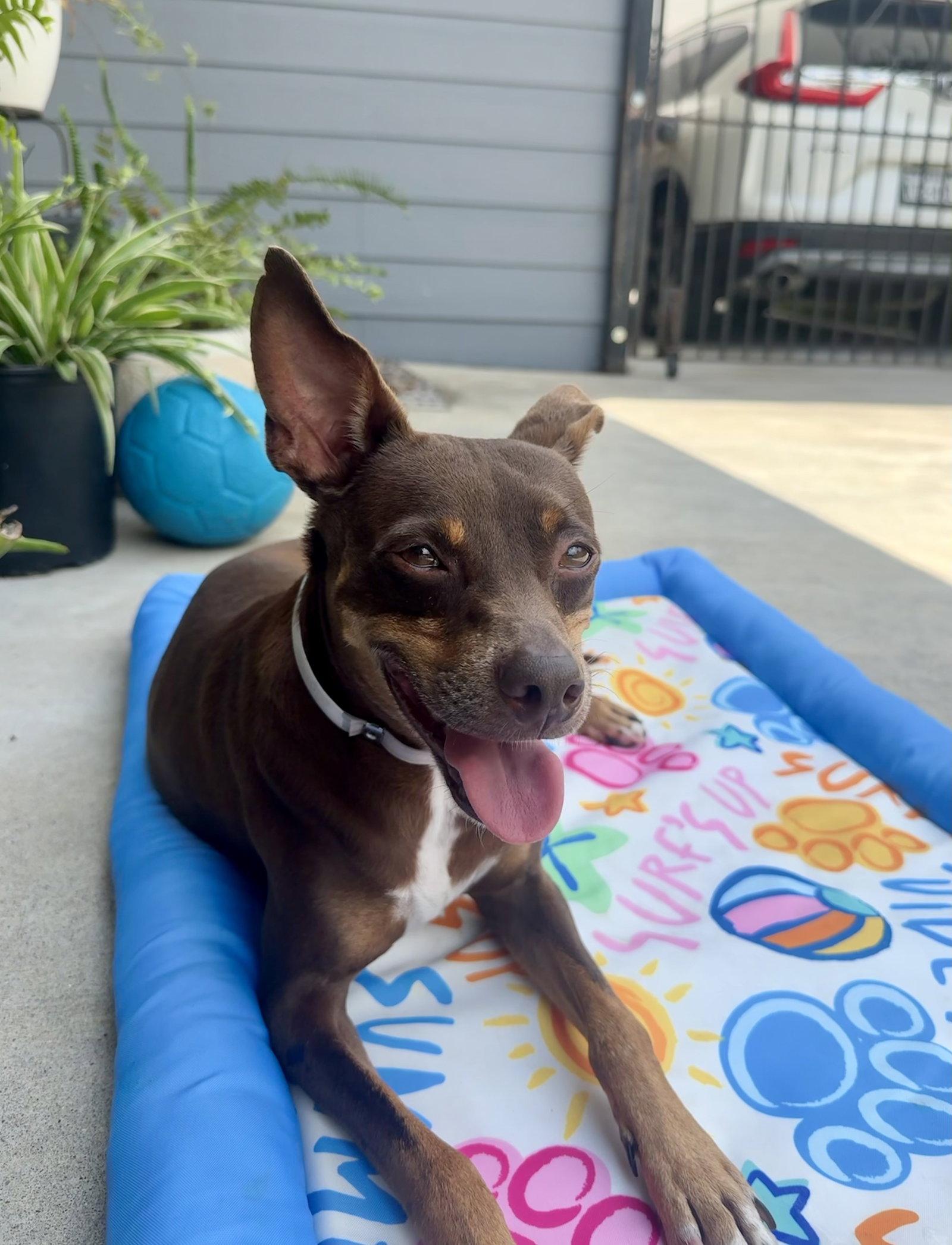 Sinatra, Adopted, Adult Male Miniature Pinscher.