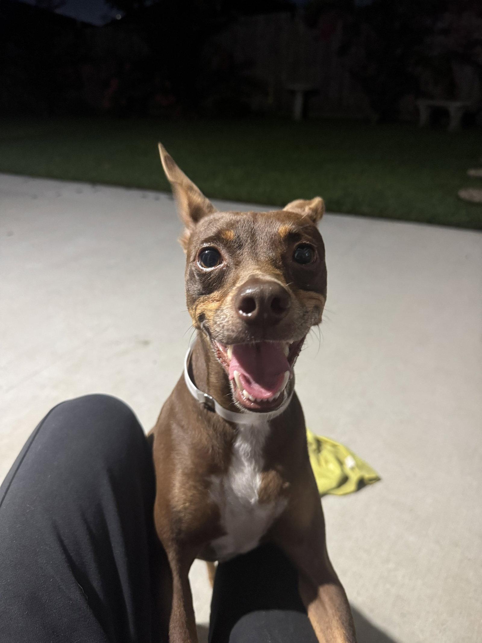 Enlarge Sinatra, a Adopted Miniature Pinscher in PITTSBURGH, PA image 2/3
