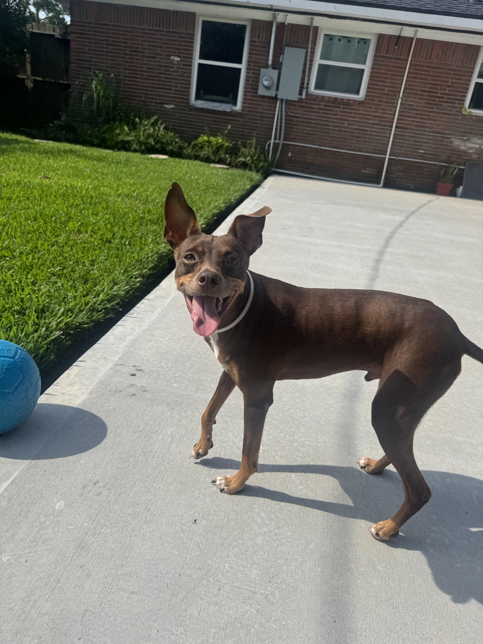 Enlarge Sinatra, a Adopted Miniature Pinscher in PITTSBURGH, PA image 3/3