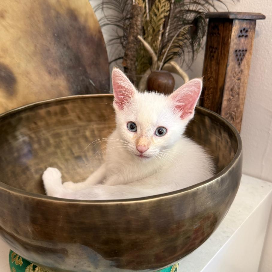 Pixiu, adopted, Kitten Male Domestic Short Hair & Siamese.