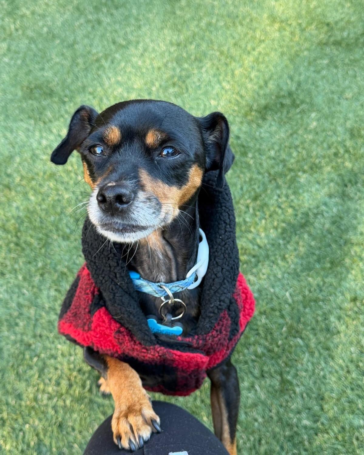 Enlarge CLEO, a Adoptable mixed breed in Coquitlam, BC image 2/6