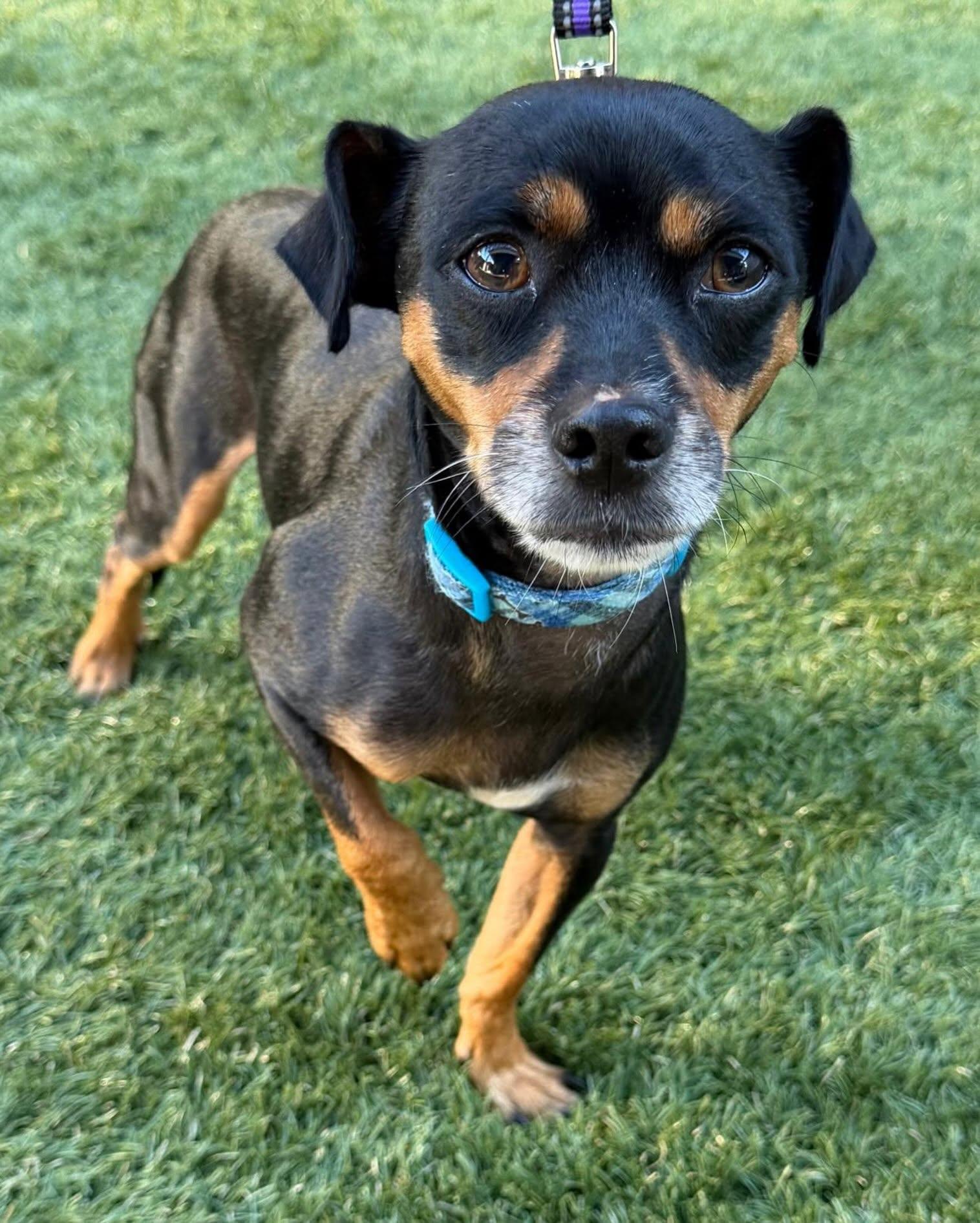 Enlarge CLEO, a Adoptable mixed breed in Coquitlam, BC image 3/6