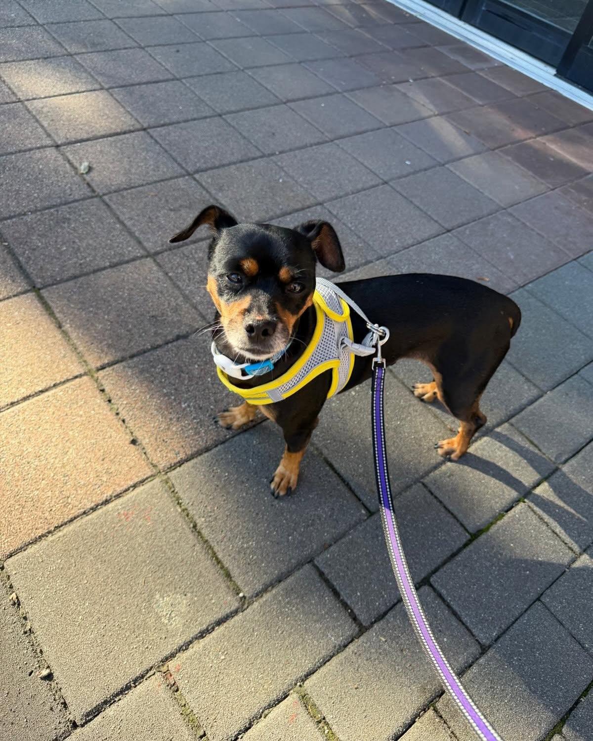 Enlarge CLEO, a Adoptable mixed breed in Coquitlam, BC image 5/6