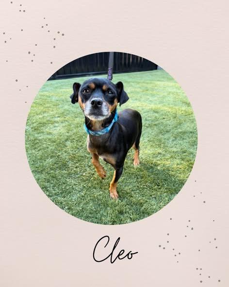 CLEO, Adoptable, Adult Male Chihuahua.