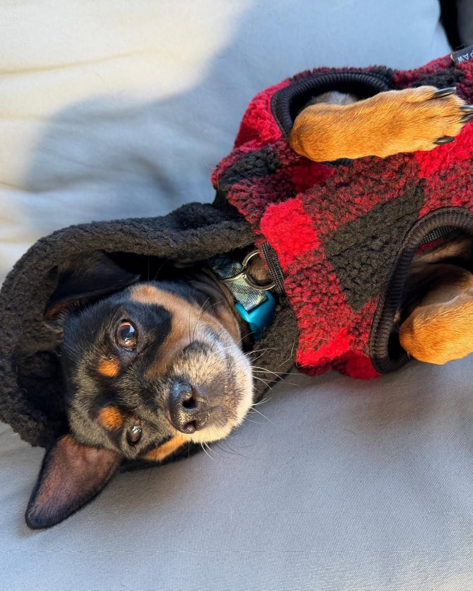 Enlarge CLEO, a Adoptable mixed breed in Coquitlam, BC image 6/6