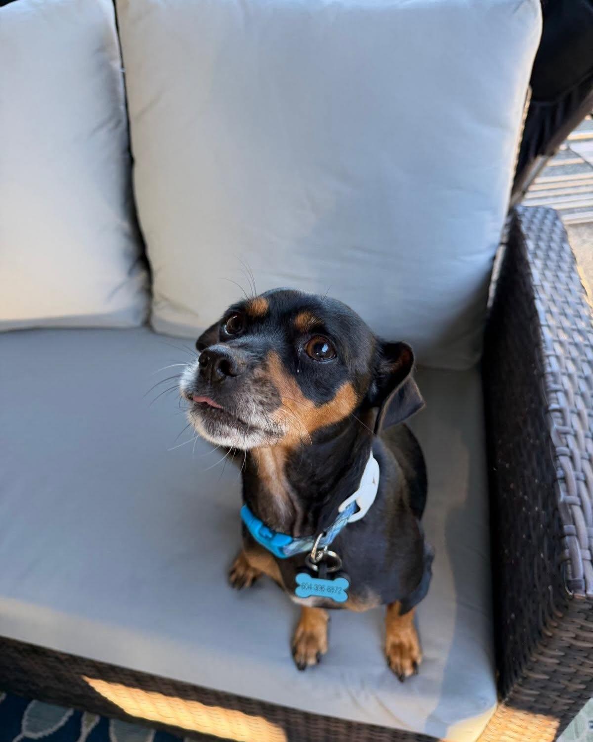 Enlarge CLEO, a Adoptable mixed breed in Coquitlam, BC image 4/6