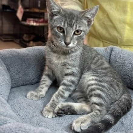 Enlarge Sierra 7537, an adopted Domestic Short Hair in Boca Raton, FL image 1/1