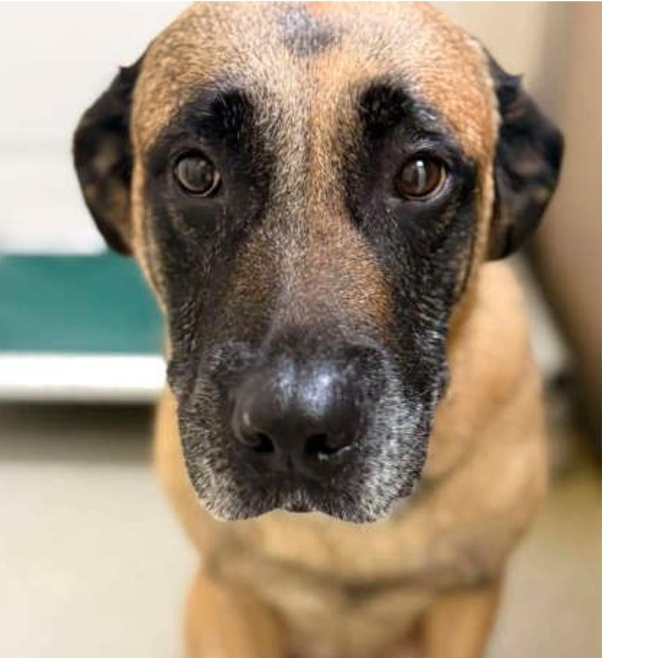 The Chuckster , ADOPTABLE, Adult Male Shepherd & Yellow Labrador Retriever.