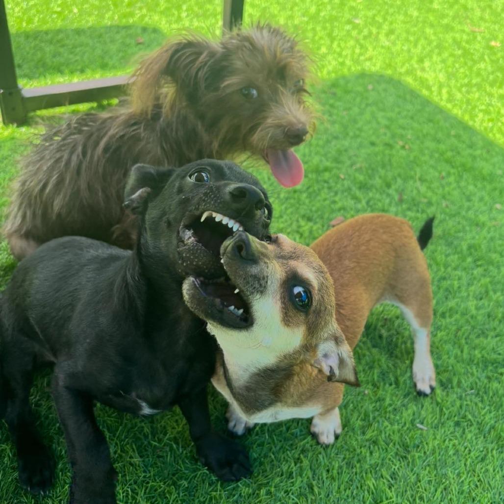 Audrey, Adoptable, Young Female Yorkshire Terrier & Poodle.