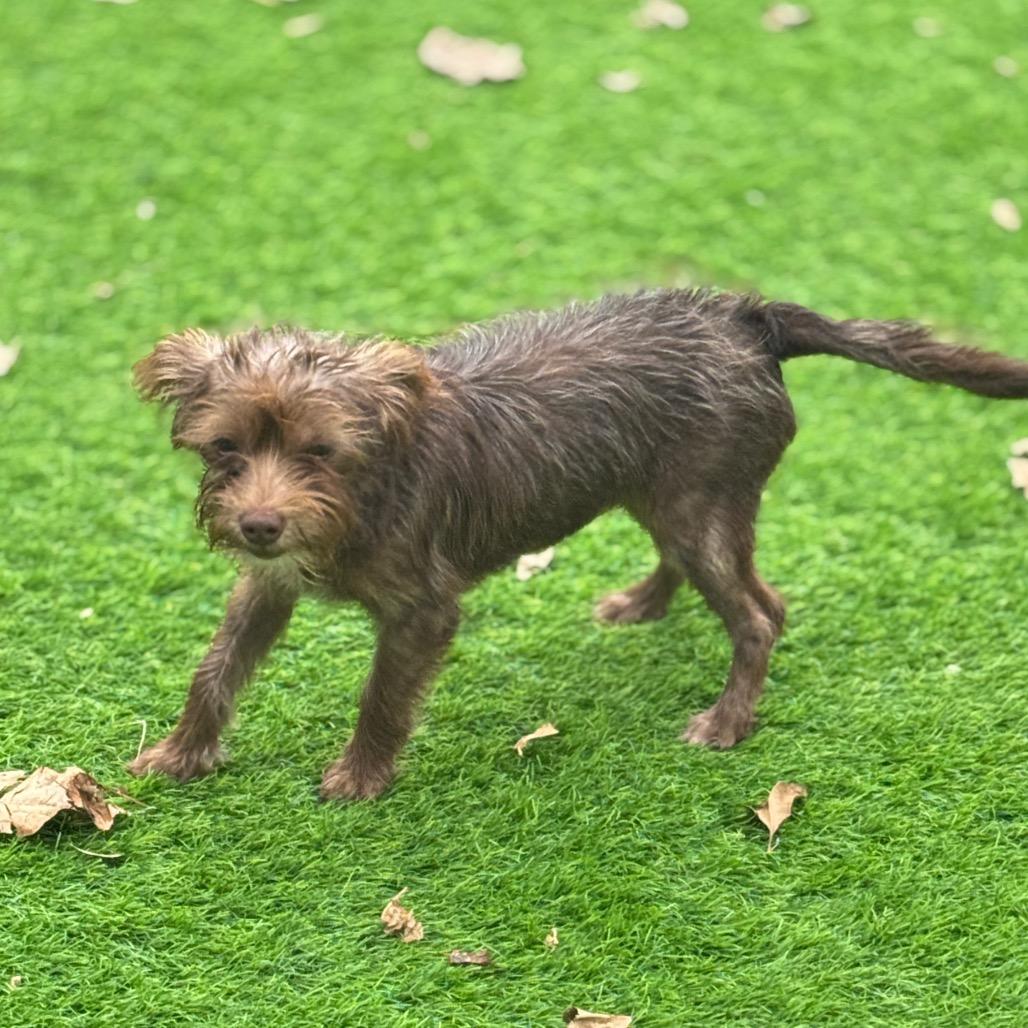 Audrey, a Adoptable mixed breed in Sarasota, FL image 2/6