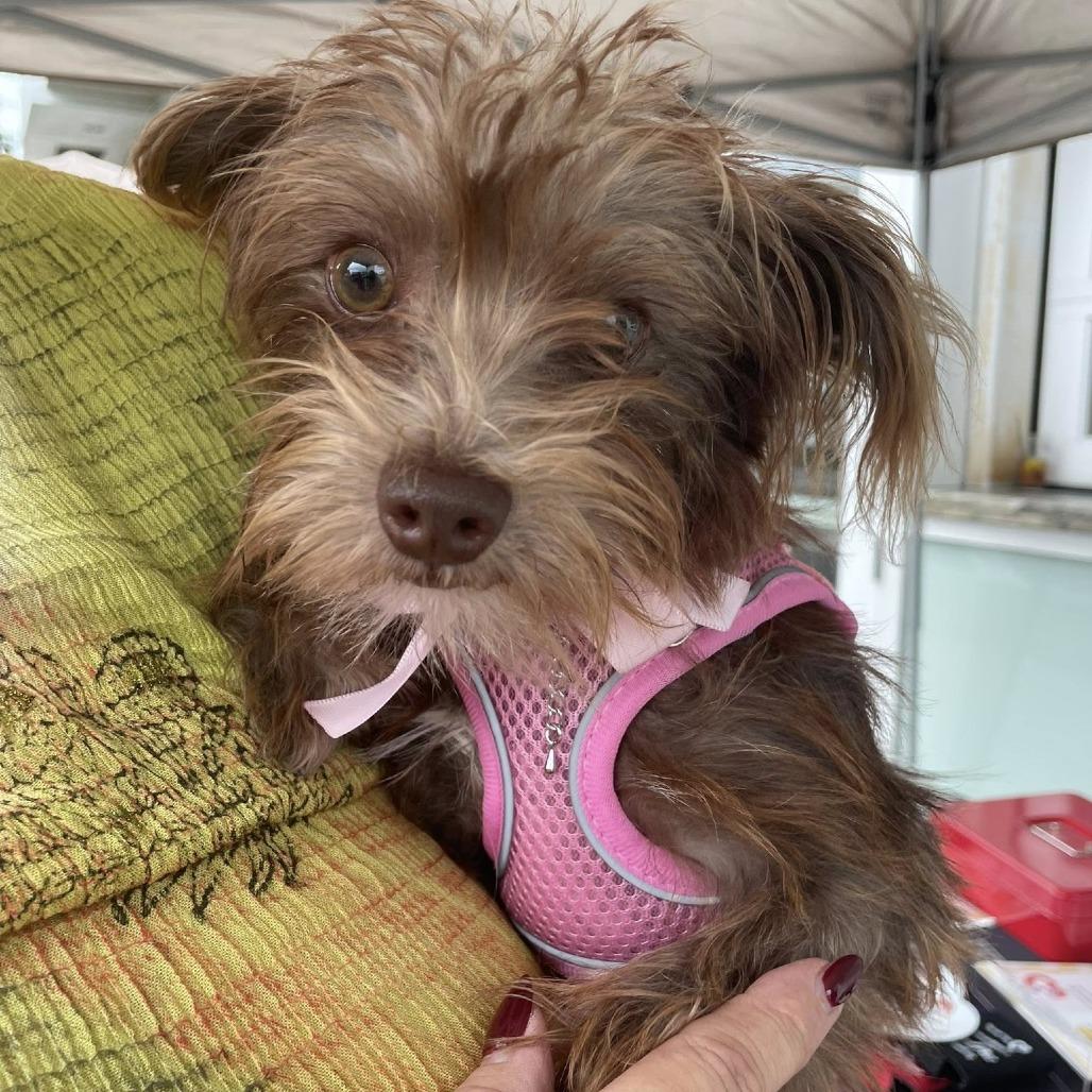 Audrey, a Adoptable mixed breed in Sarasota, FL image 3/6