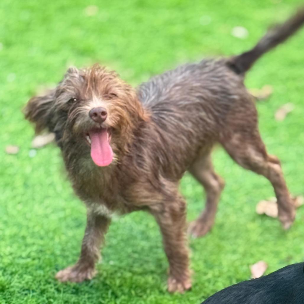 Audrey, a Adoptable mixed breed in Sarasota, FL image 4/6