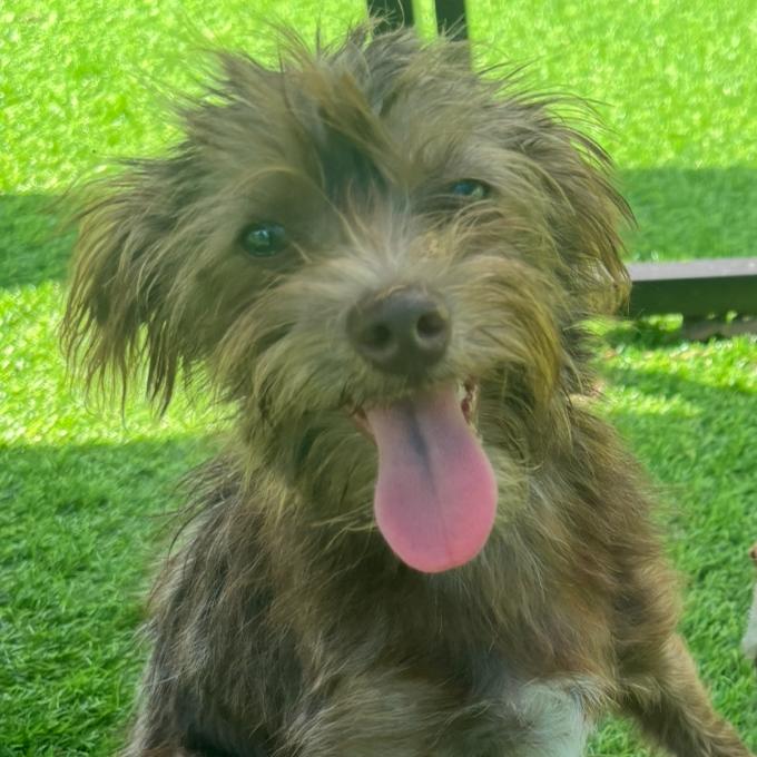 Audrey, a Adoptable mixed breed in Sarasota, FL image 5/6