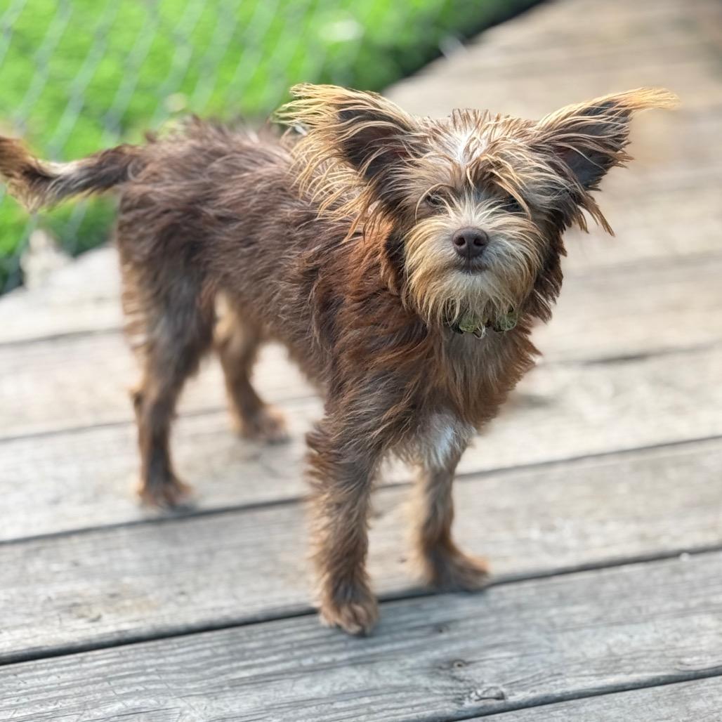 Audrey, a Adoptable mixed breed in Sarasota, FL image 6/6