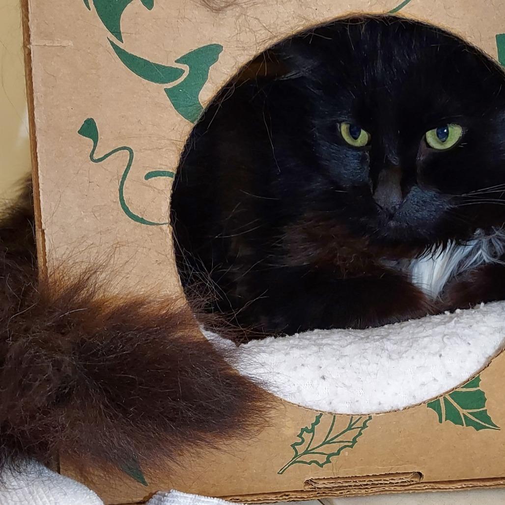 Fuzzy, Adoptable, Adult Male Domestic Long Hair.