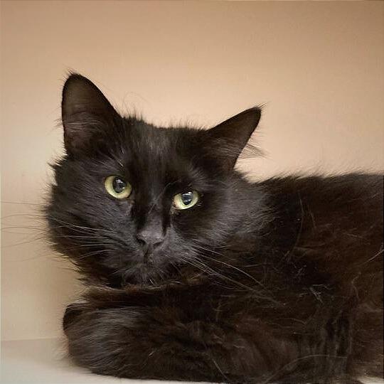 Enlarge Fuzzy, a Adoptable Domestic Long Hair in Dayton, OH image 2/4