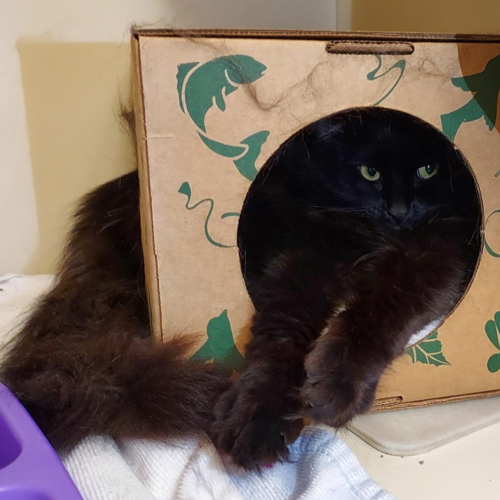 Enlarge Fuzzy, a Adoptable Domestic Long Hair in Dayton, OH image 3/4