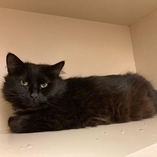 Enlarge Fuzzy, a Adoptable Domestic Long Hair in Dayton, OH image 4/4