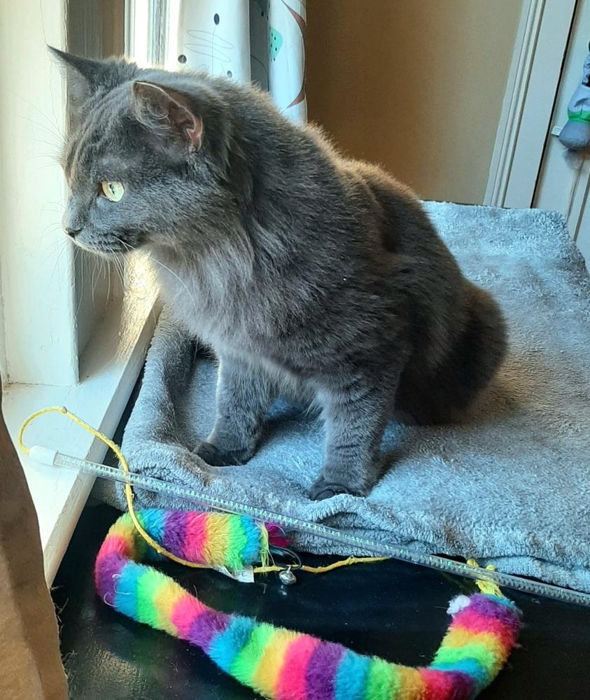 Enlarge Ms Kitty, a Adoptable Domestic Medium Hair in Wilson, NC image 4/5