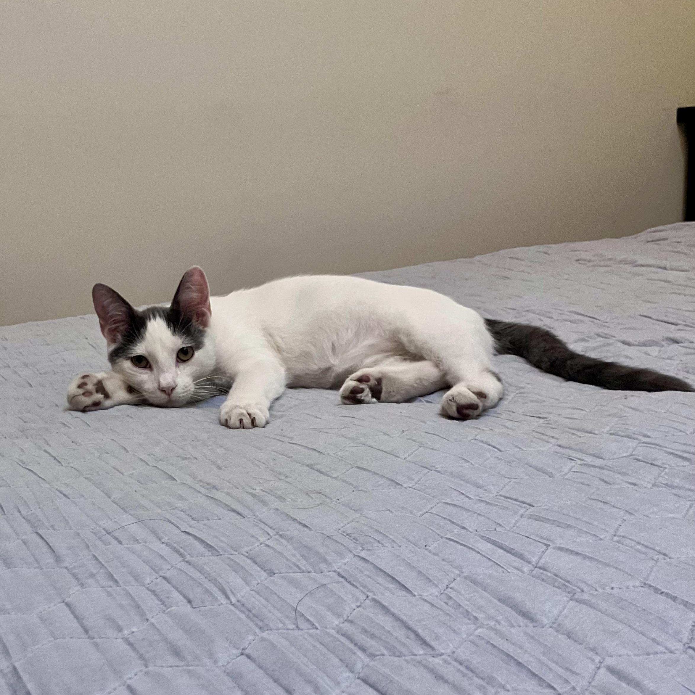 Brisket, a Adoptable Domestic Short Hair in Murphysboro, IL image 4/6