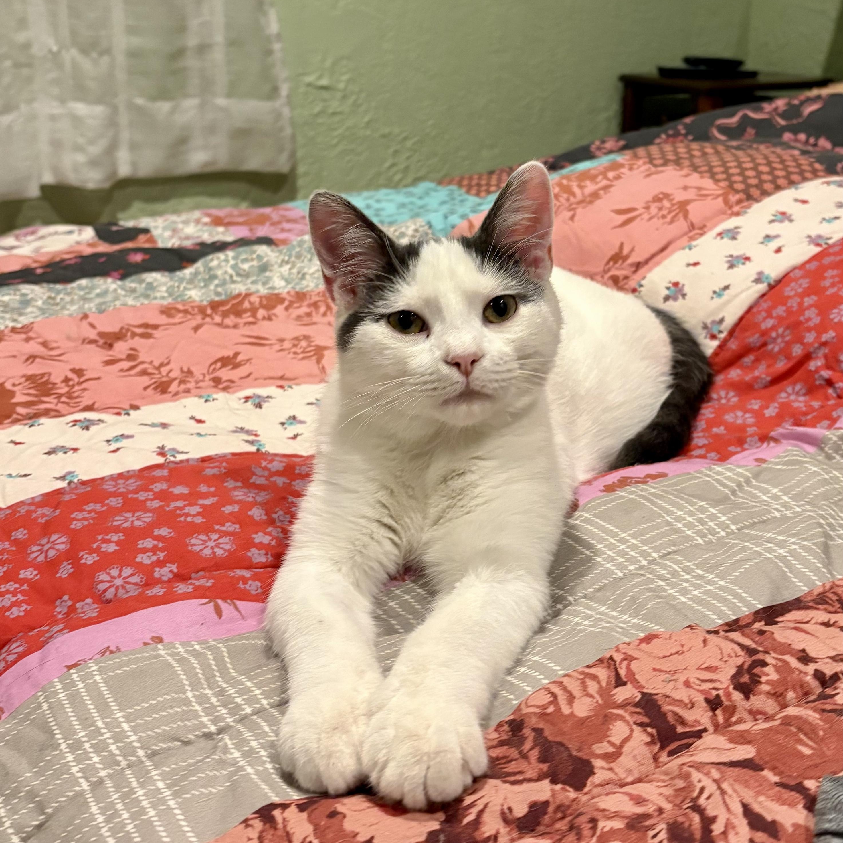 Brisket, a Adoptable Domestic Short Hair in Murphysboro, IL image 6/6