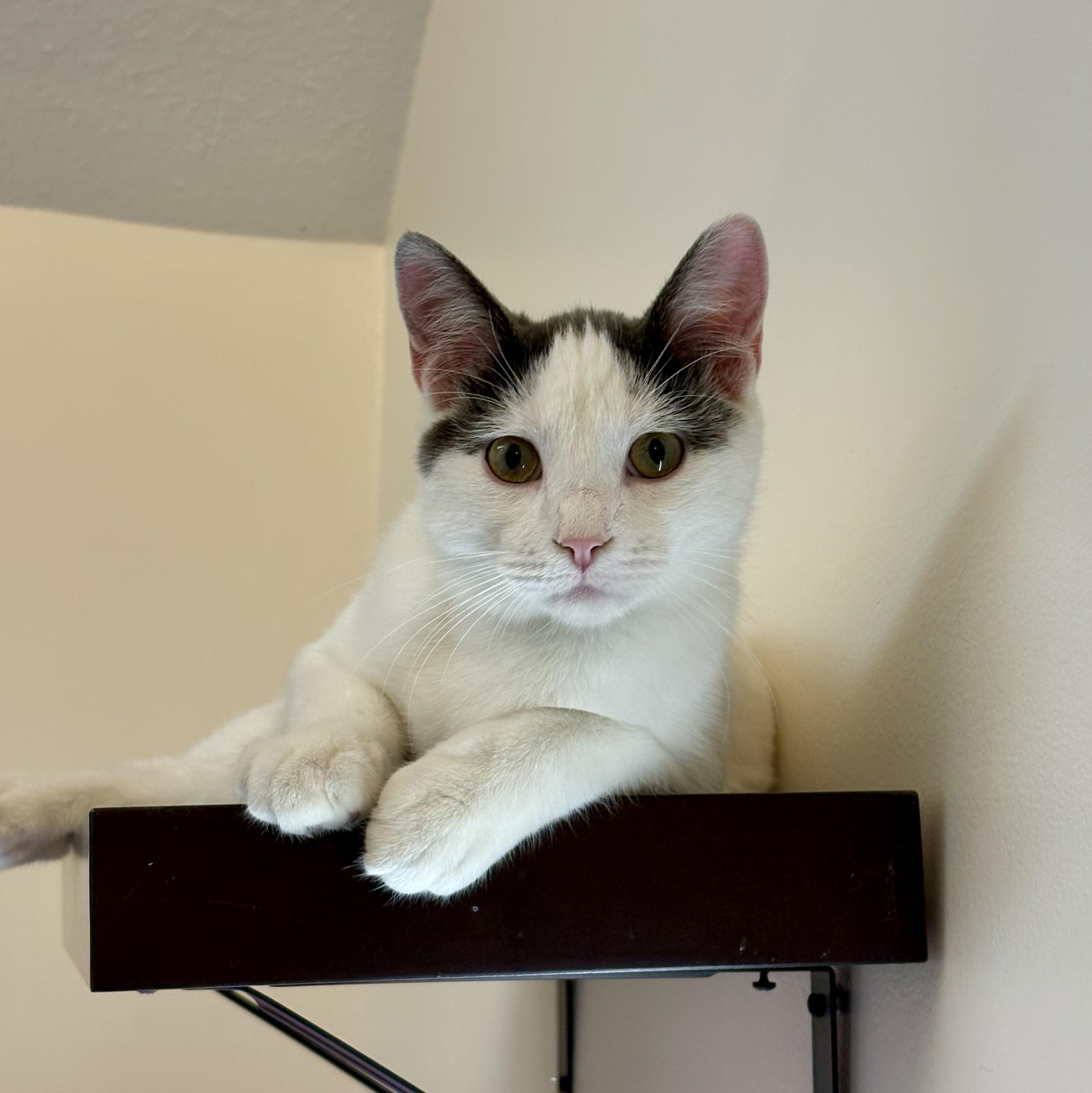 Brisket, Adoptable, Young Male Domestic Short Hair.