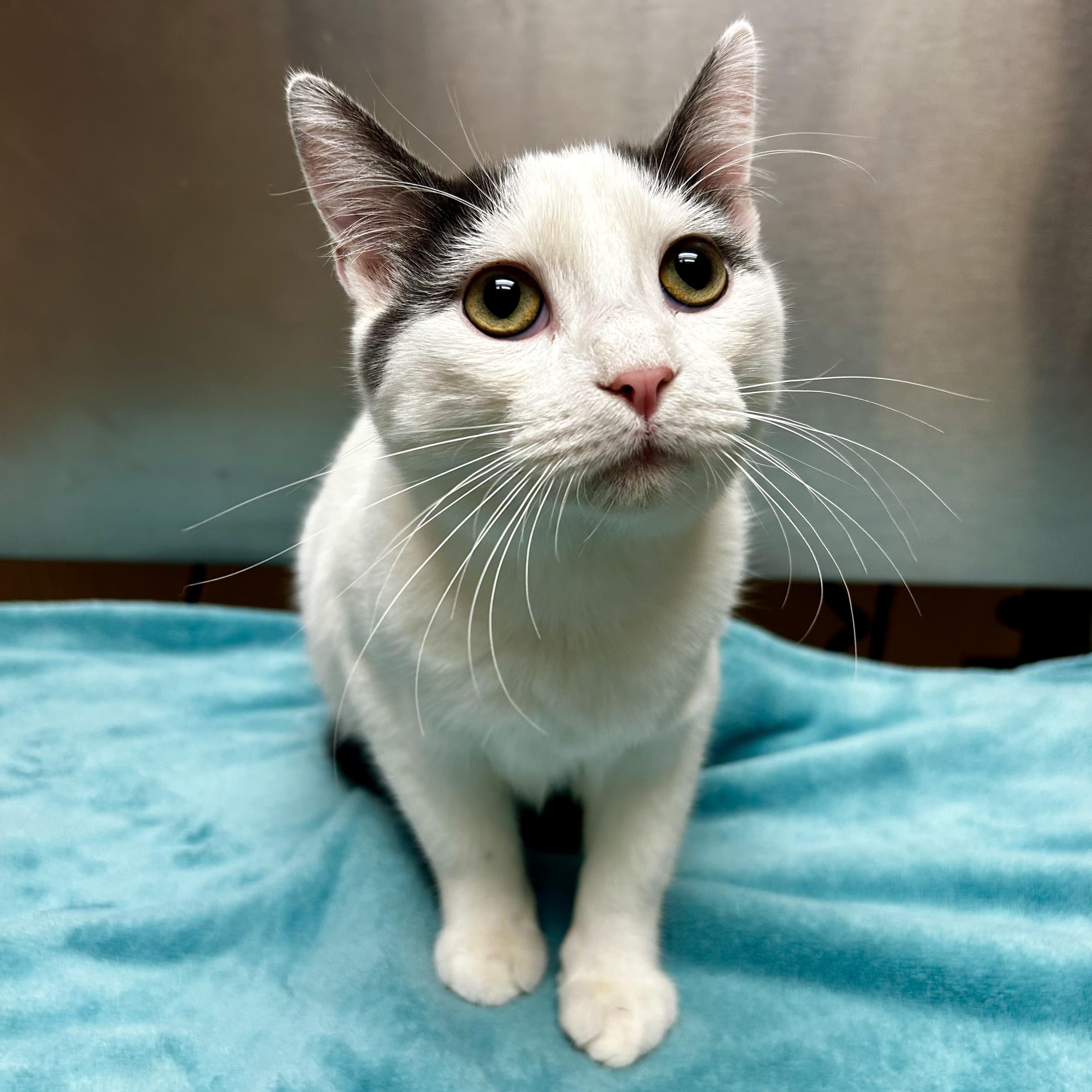 Brisket, a Adoptable Domestic Short Hair in Murphysboro, IL image 2/6