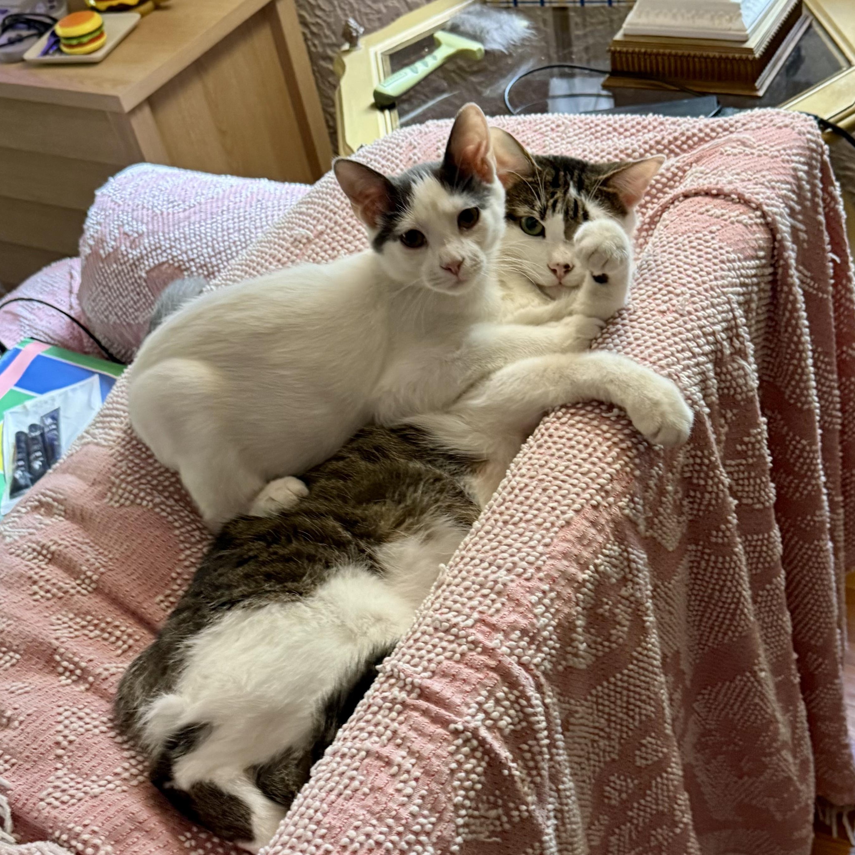 Brisket, a Adoptable Domestic Short Hair in Murphysboro, IL image 3/6