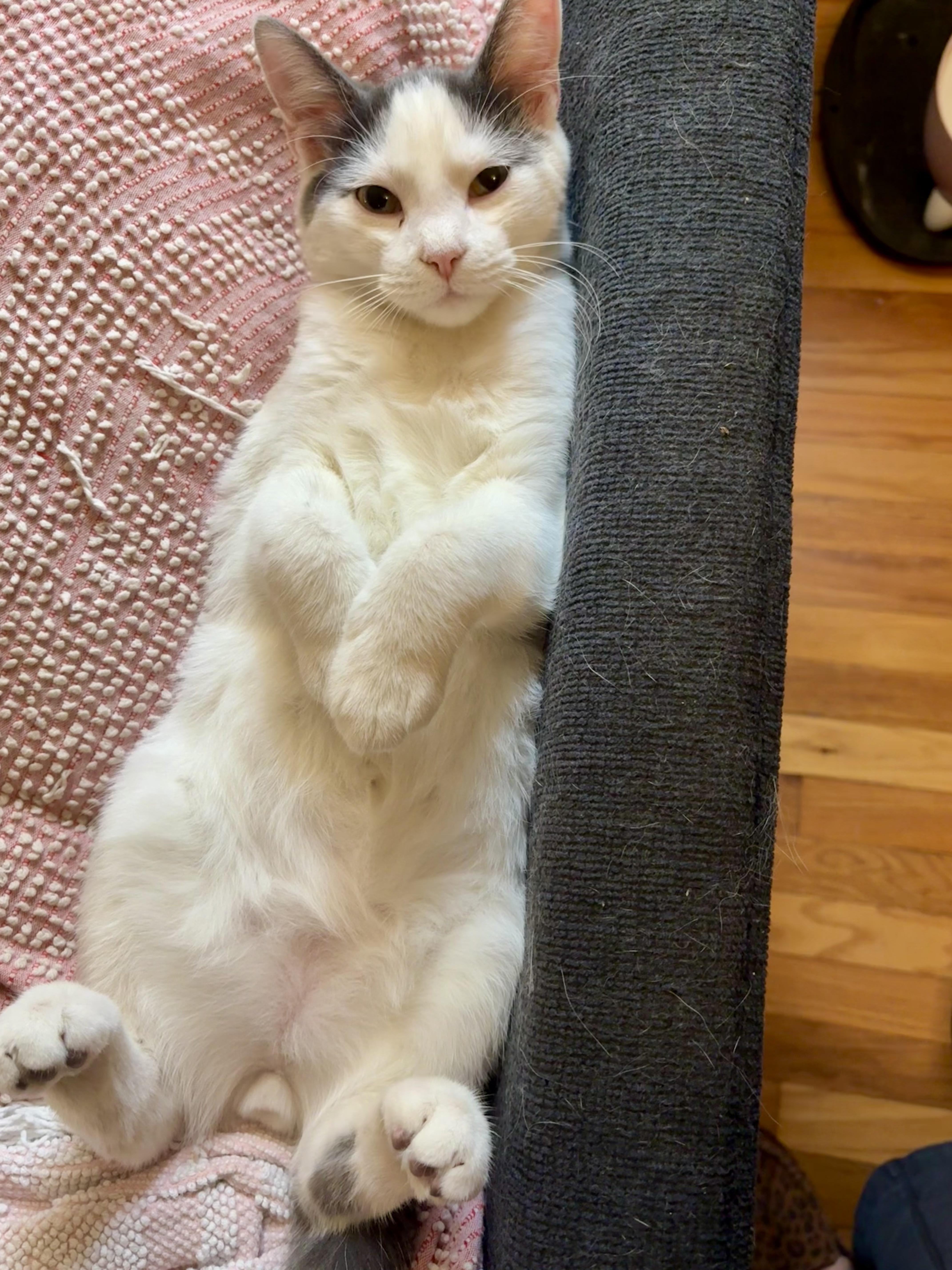 Brisket, a Adoptable Domestic Short Hair in Murphysboro, IL image 5/6