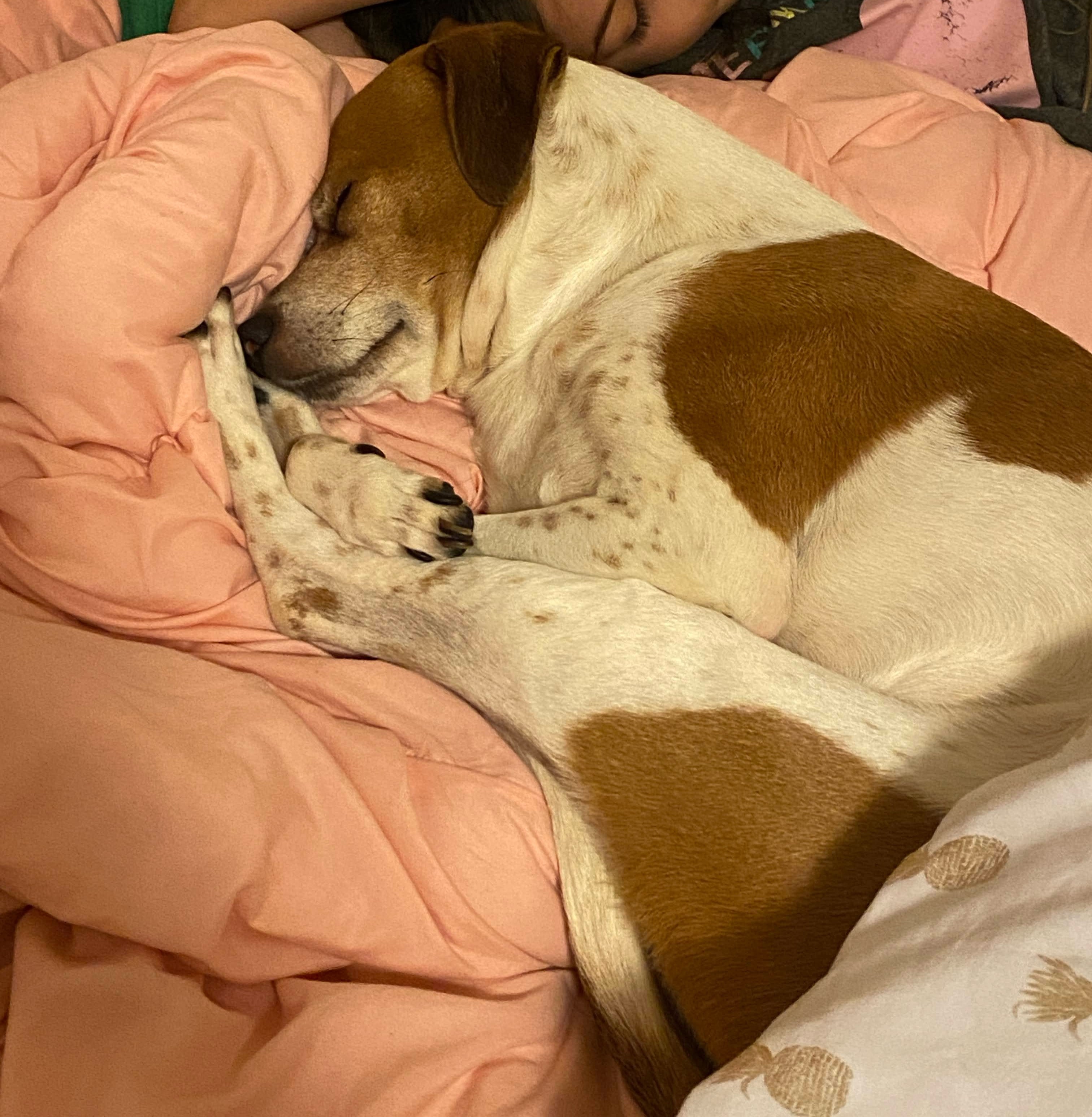 Enlarge Dexter, a Adoptable Jack Russell Terrier in Los Angeles, CA image 1/4