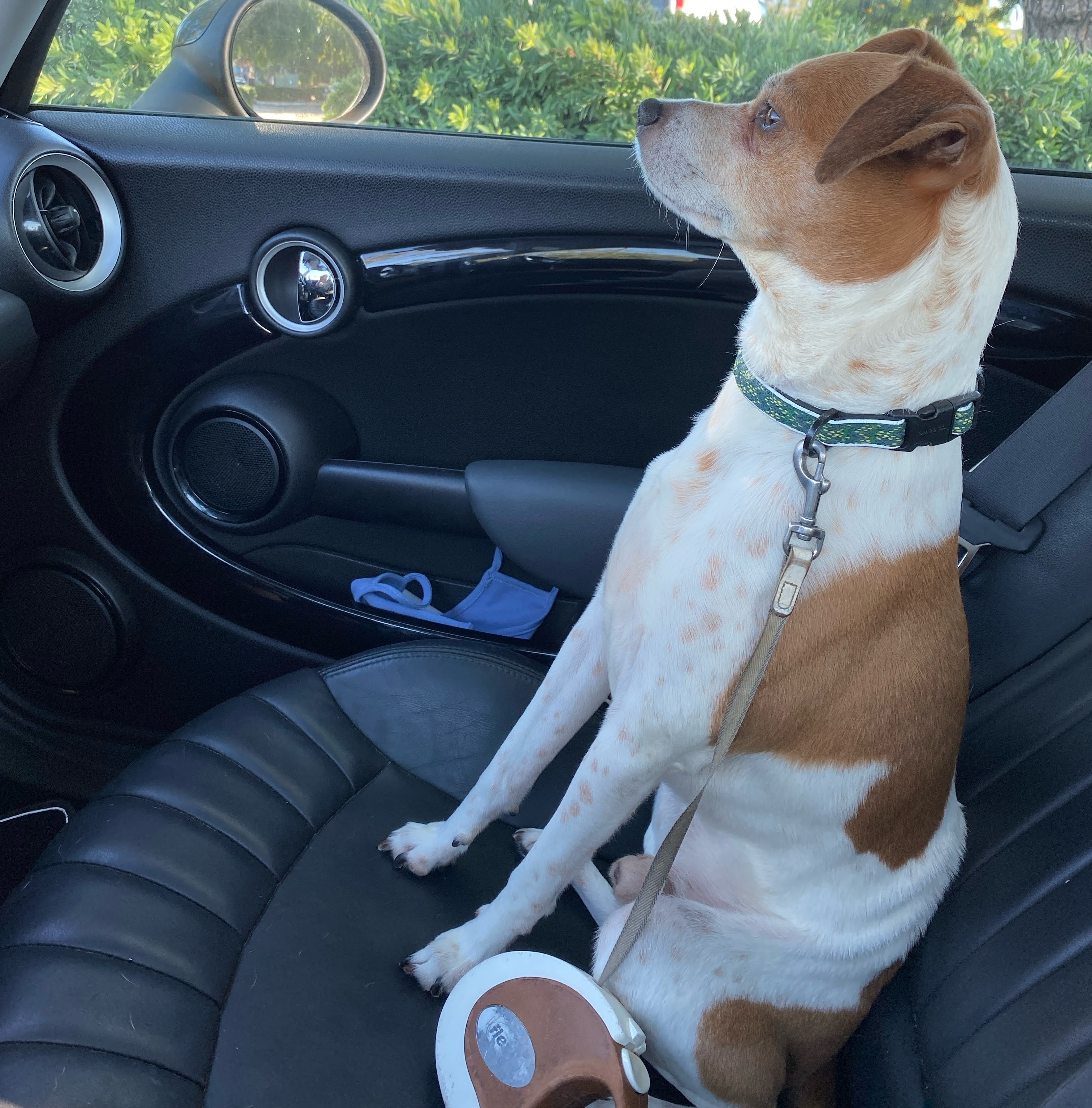 Enlarge Dexter, a Adoptable Jack Russell Terrier in Los Angeles, CA image 2/4