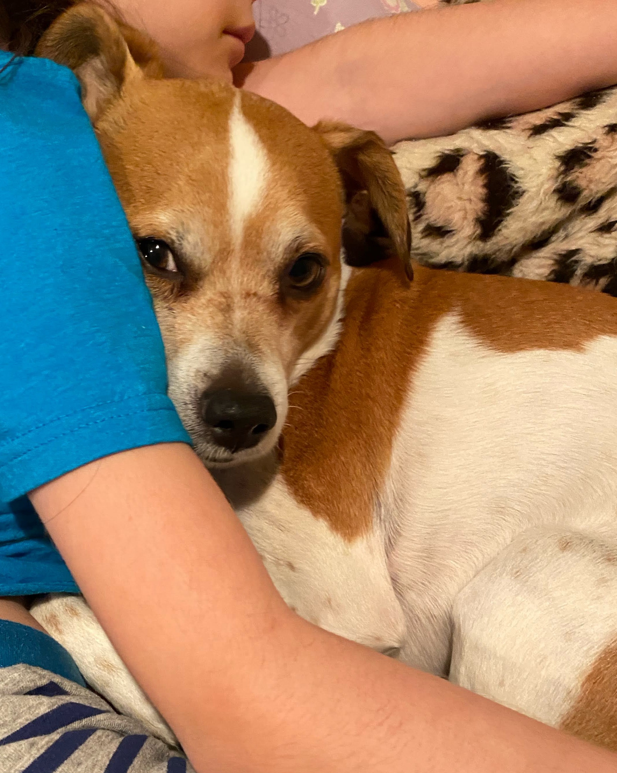 Enlarge Dexter, a Adoptable Jack Russell Terrier in Los Angeles, CA image 3/4