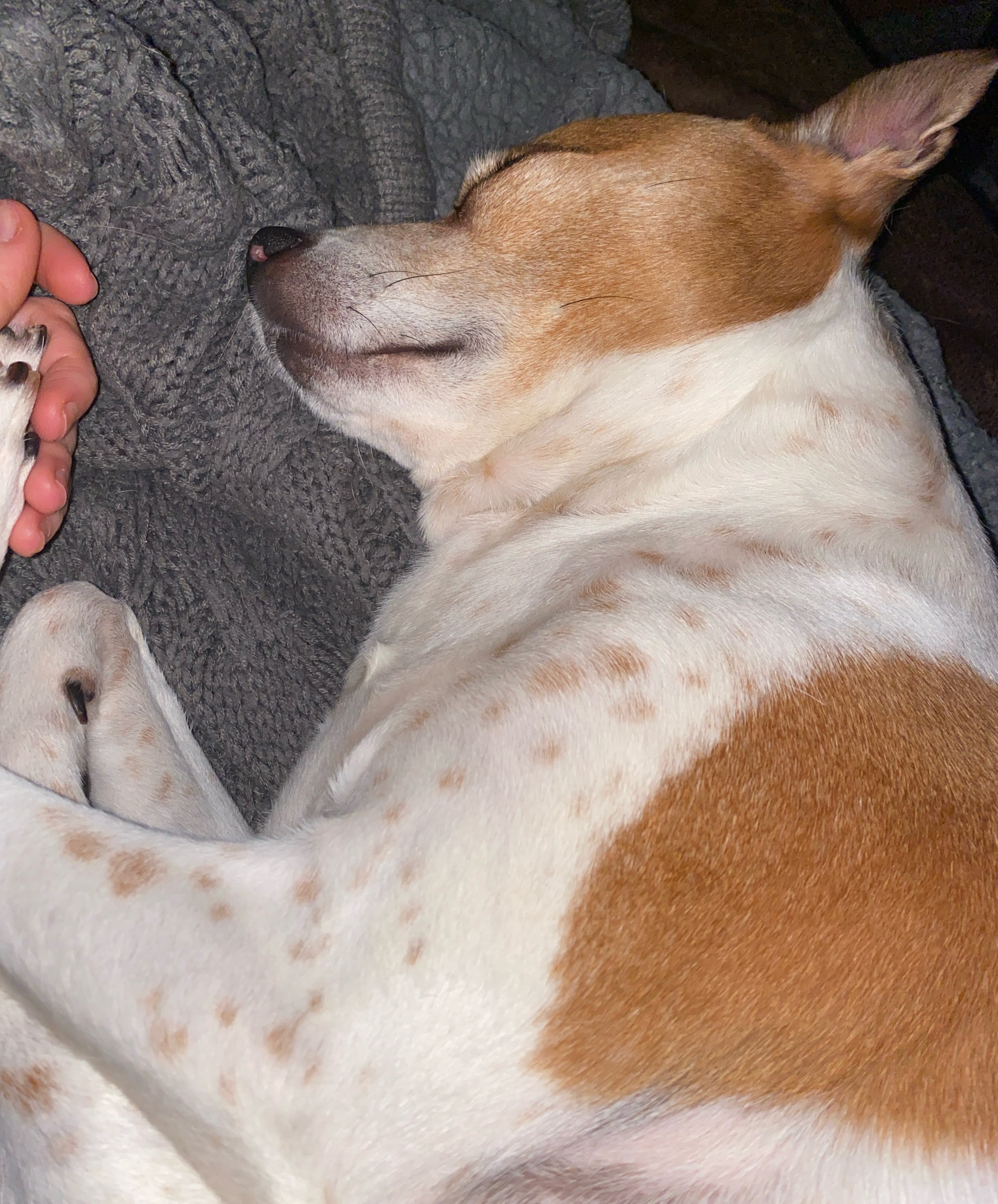 Enlarge Dexter, a Adoptable Jack Russell Terrier in Los Angeles, CA image 4/4