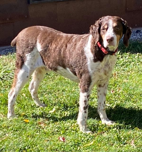 Jake 20042660 TX, an adopted Brittany Spaniel in Fulshear, TX image 2/3