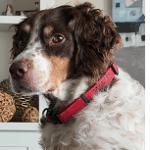 Jake 20042660 TX, an adopted Brittany Spaniel in Fulshear, TX image 3/3