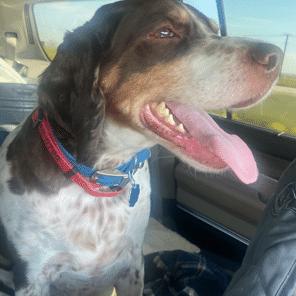 Jake 20042660 TX, an adopted Brittany Spaniel in Fulshear, TX image 1/3