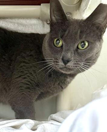 LADY SLIPPERS, Adoptable, Adult Female Domestic Short Hair.