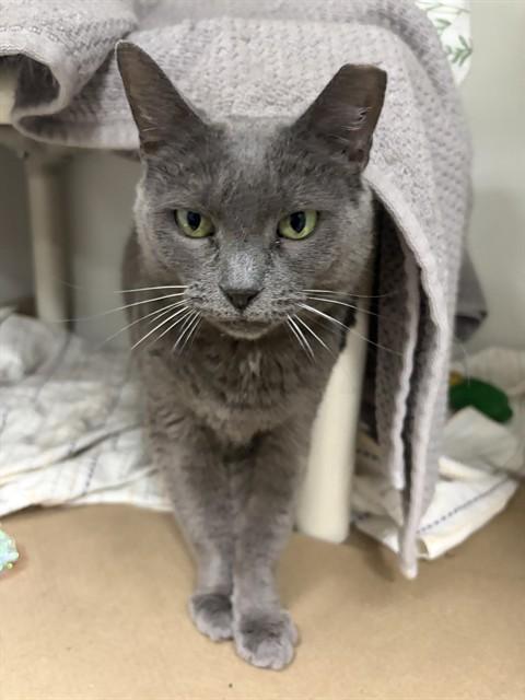 Enlarge LADY SLIPPERS, a Adoptable Domestic Short Hair in Boston, MA image 1/1