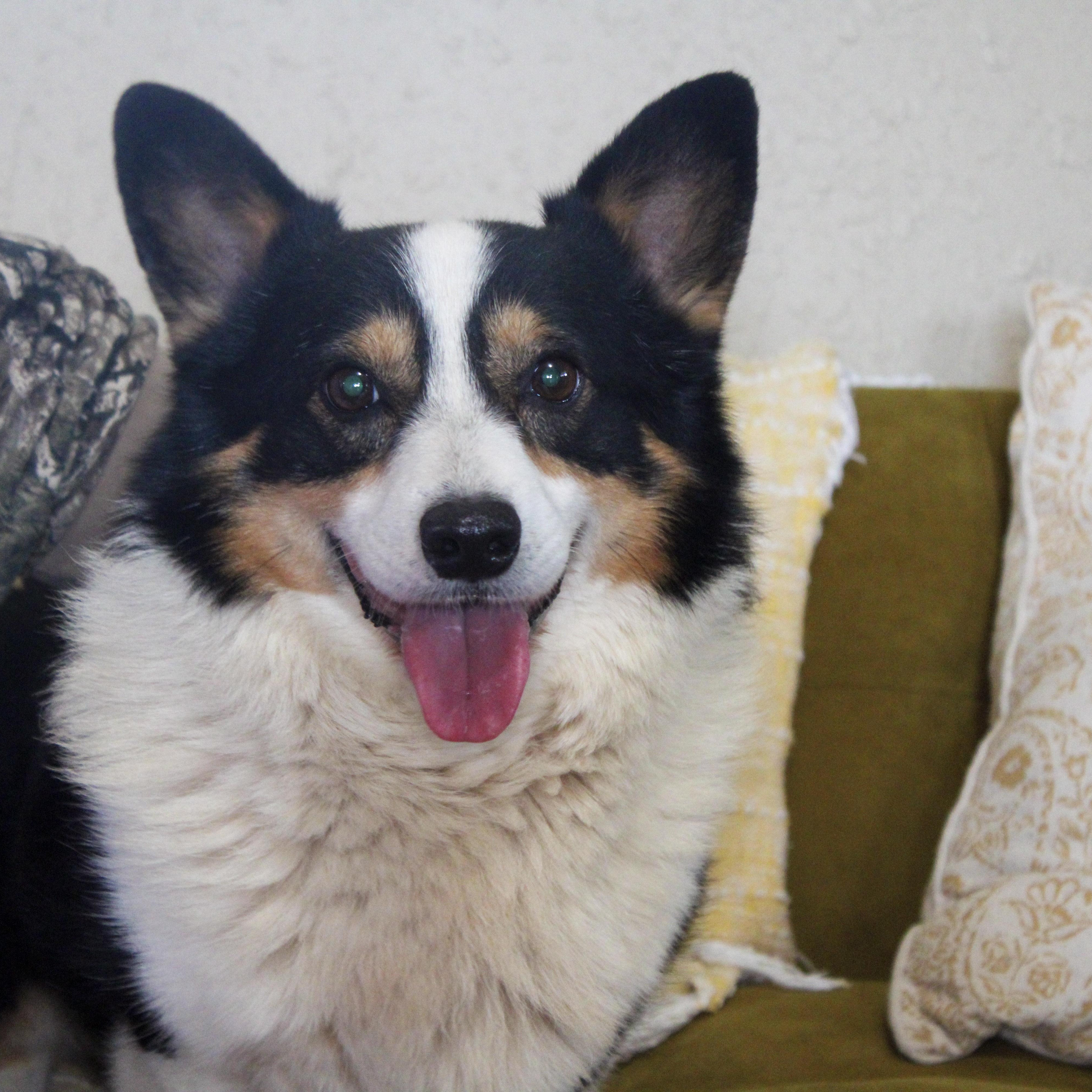 Avery, ADOPTABLE, Adult Male Corgi.