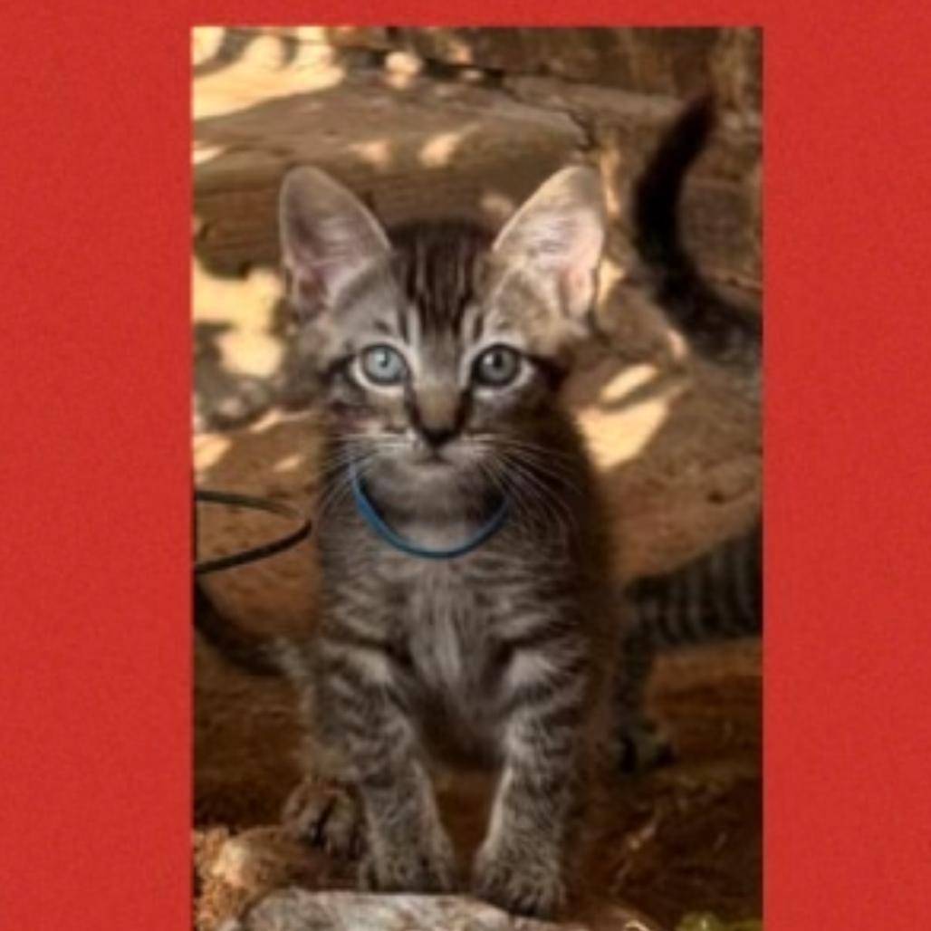 Mau F-21693, Adoptable, Kitten Male Domestic Short Hair.