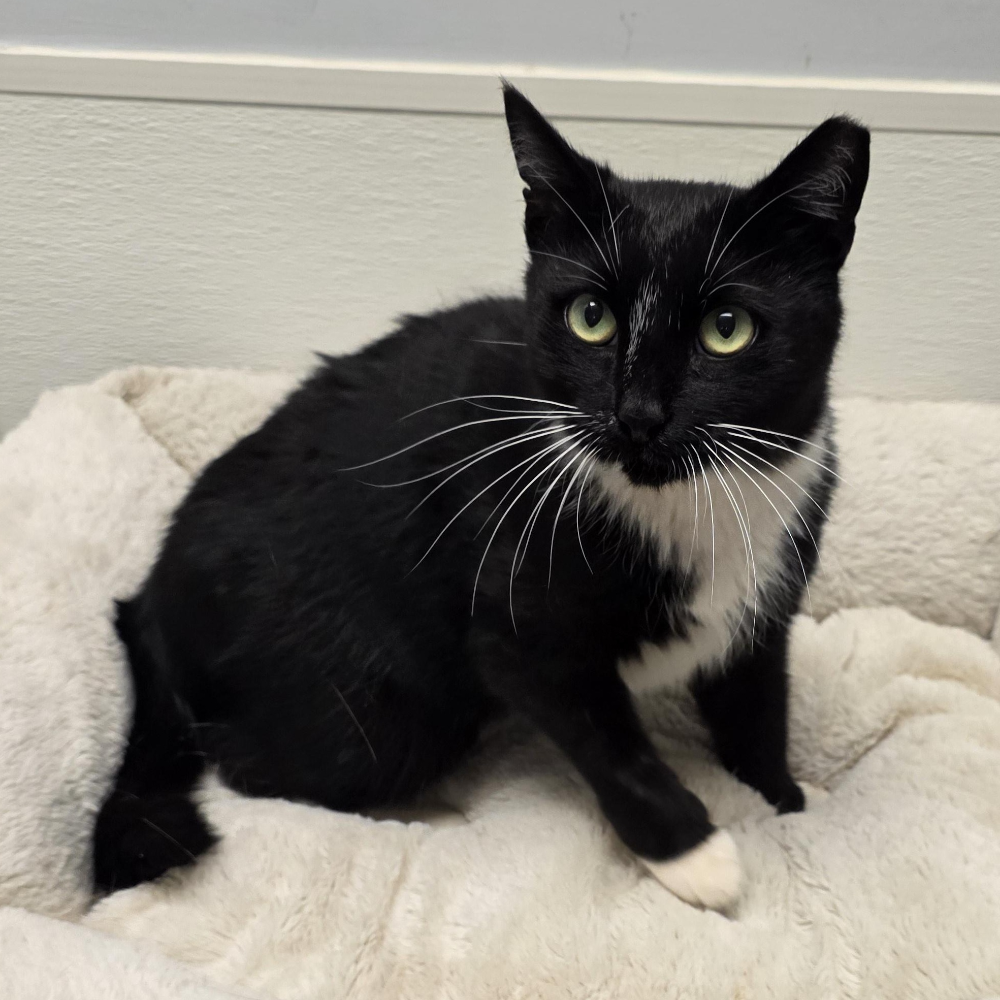 Enlarge Luna, a ADOPTABLE mixed breed in Greensboro, NC image 2/5