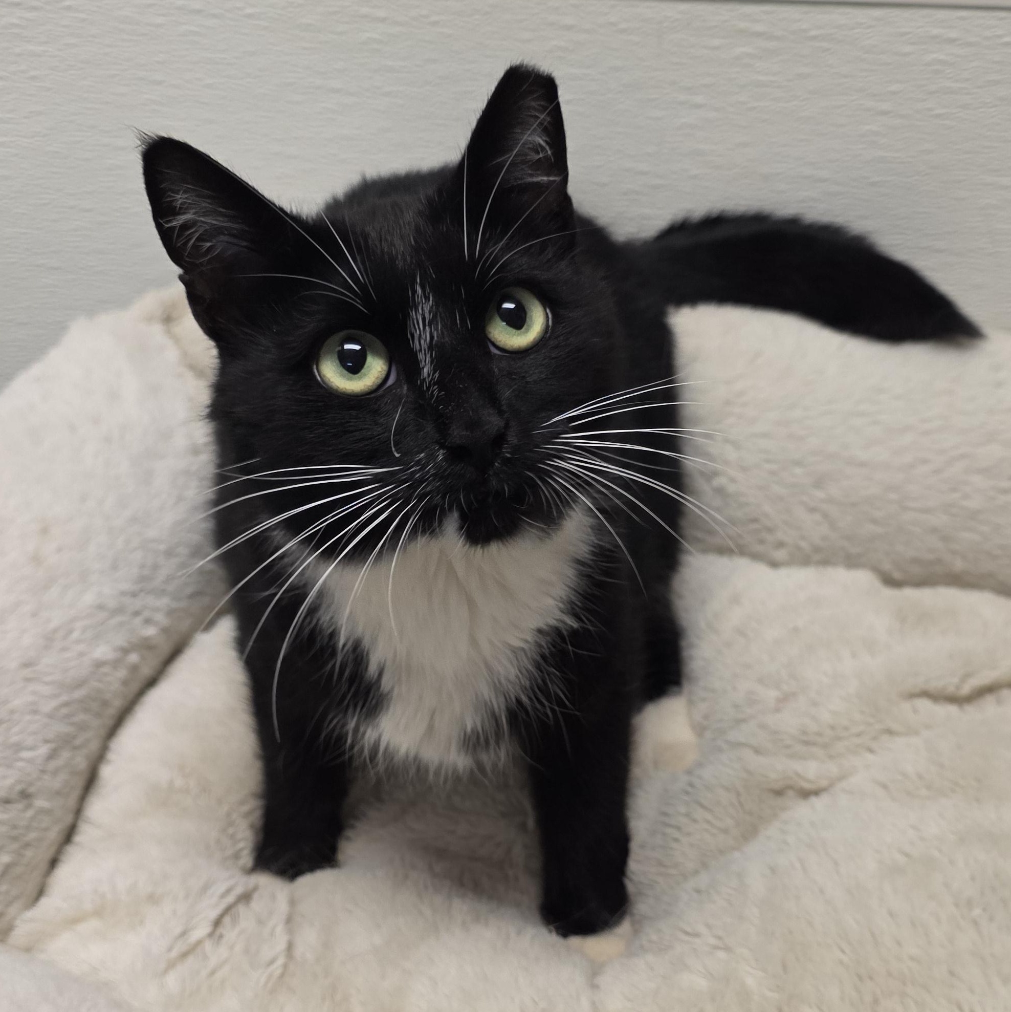 Enlarge Luna, a ADOPTABLE mixed breed in Greensboro, NC image 3/5