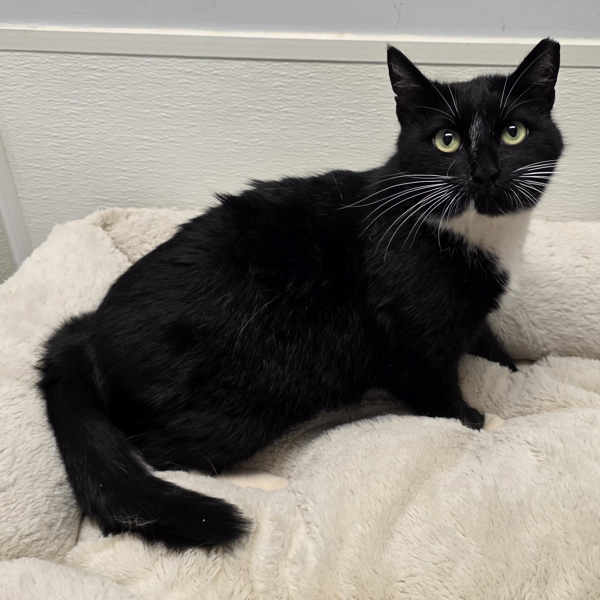 Luna, ADOPTABLE, Adult Female Tuxedo & Domestic Short Hair.