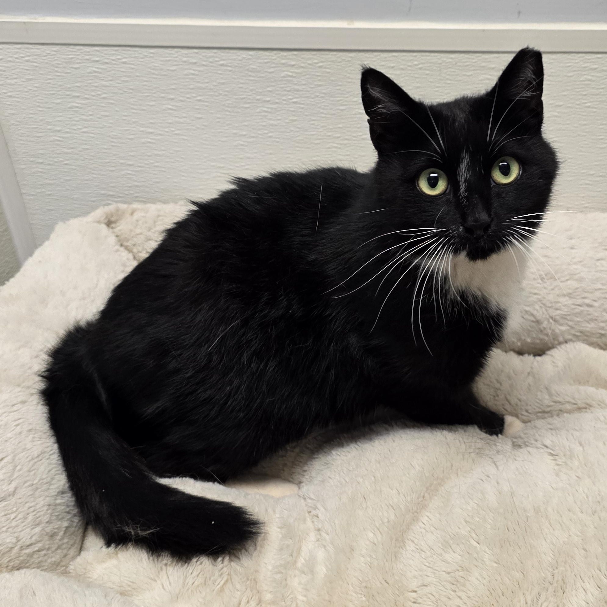 Enlarge Luna, a ADOPTABLE mixed breed in Greensboro, NC image 5/5