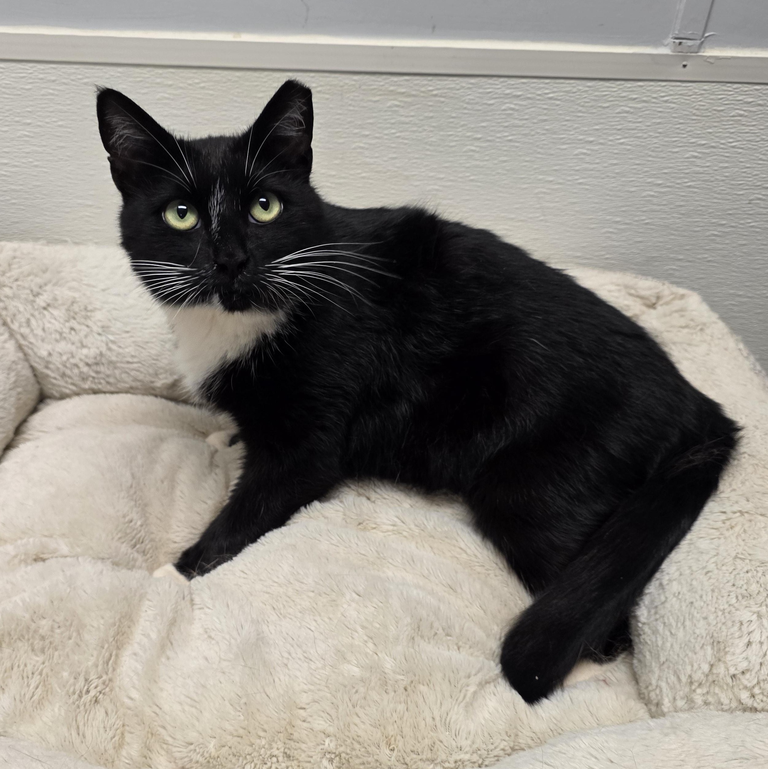Enlarge Luna, a ADOPTABLE mixed breed in Greensboro, NC image 4/5
