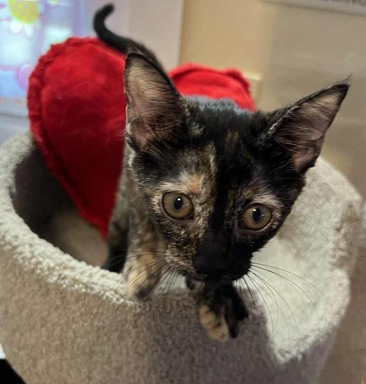 Sadie, Baby Female Tortoiseshell